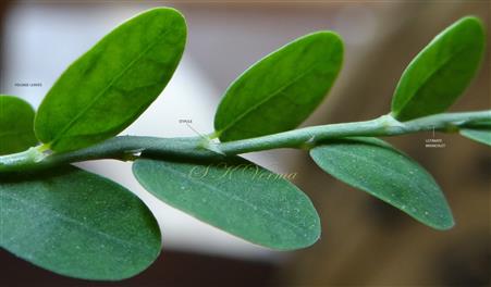  Leafy Shoot